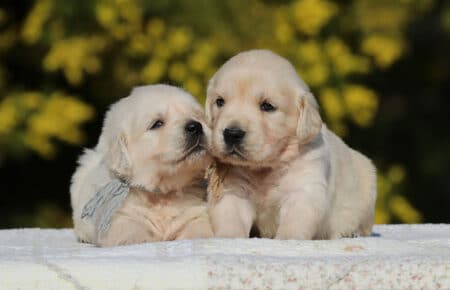 EMMA CUCCIOLI DI GOLDEN RETRIEVER SAN NICOLO 6713