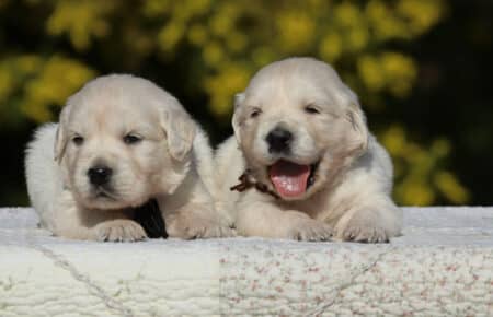 EMMA CUCCIOLI DI GOLDEN RETRIEVER SAN NICOLO 6723
