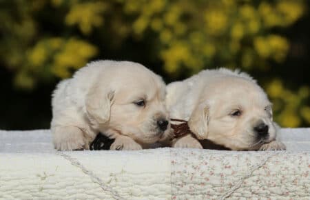 EMMA CUCCIOLI DI GOLDEN RETRIEVER SAN NICOLO 6726
