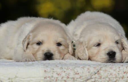 EMMA CUCCIOLI DI GOLDEN RETRIEVER SAN NICOLO 6730