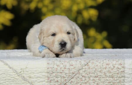 EMMA CUCCIOLI DI GOLDEN RETRIEVER SAN NICOLO 6740