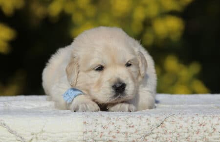 EMMA CUCCIOLI DI GOLDEN RETRIEVER SAN NICOLO 6743