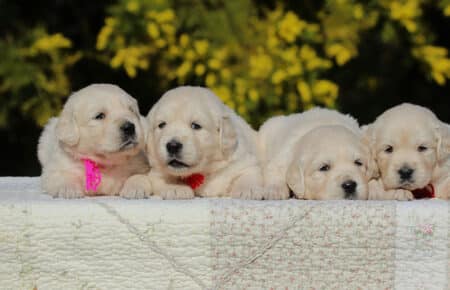 EMMA CUCCIOLI DI GOLDEN RETRIEVER SAN NICOLO 6750