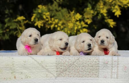 EMMA CUCCIOLI DI GOLDEN RETRIEVER SAN NICOLO 6753