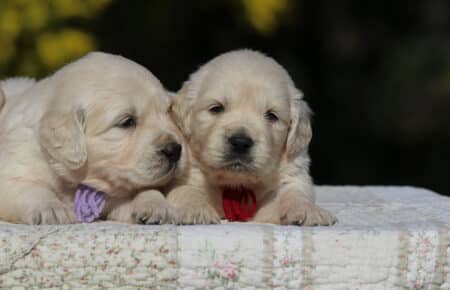 EMMA CUCCIOLI DI GOLDEN RETRIEVER SAN NICOLO 6757