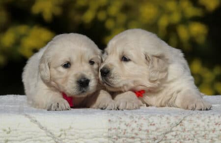 EMMA CUCCIOLI DI GOLDEN RETRIEVER SAN NICOLO 6760