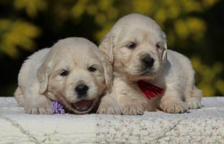 EMMA CUCCIOLI DI GOLDEN RETRIEVER SAN NICOLO 6770
