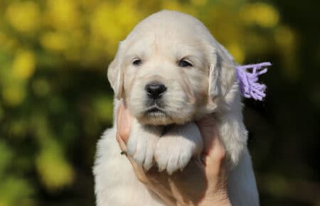 EMMA CUCCIOLI DI GOLDEN RETRIEVER SAN NICOLO 6779