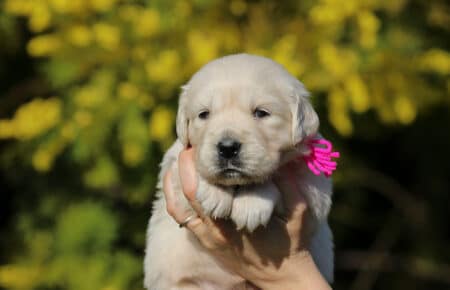 EMMA CUCCIOLI DI GOLDEN RETRIEVER SAN NICOLO 6782