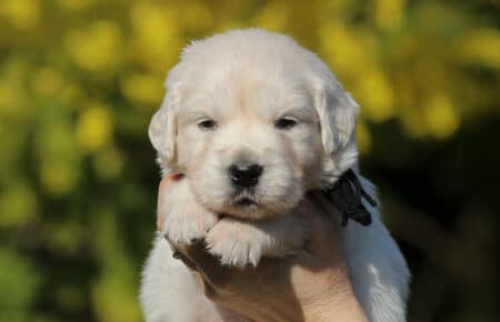 EMMA CUCCIOLI DI GOLDEN RETRIEVER SAN NICOLO 6796