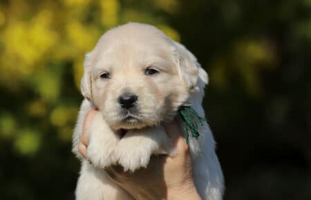 EMMA CUCCIOLI DI GOLDEN RETRIEVER SAN NICOLO 6809