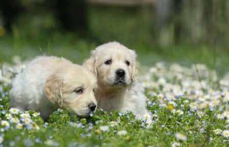 EMMA CUCCIOLI DI GOLDEN RETRIEVER SAN NICOLO 7039