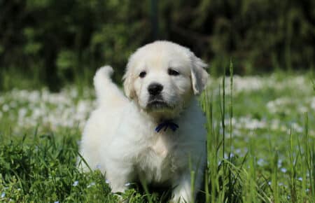 EMMA CUCCIOLI DI GOLDEN RETRIEVER SAN NICOLO 7051