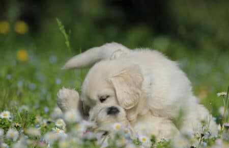 EMMA CUCCIOLI DI GOLDEN RETRIEVER SAN NICOLO 7057