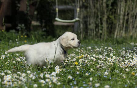 EMMA CUCCIOLI DI GOLDEN RETRIEVER SAN NICOLO 7066