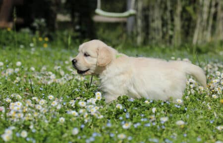 EMMA CUCCIOLI DI GOLDEN RETRIEVER SAN NICOLO 7070