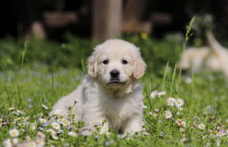 EMMA CUCCIOLI DI GOLDEN RETRIEVER SAN NICOLO 7081