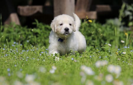 EMMA CUCCIOLI DI GOLDEN RETRIEVER SAN NICOLO 7083
