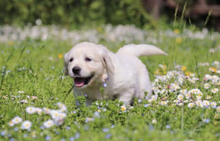 EMMA CUCCIOLI DI GOLDEN RETRIEVER SAN NICOLO 7094
