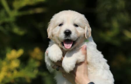 EMMA CUCCIOLI DI GOLDEN RETRIEVER SAN NICOLO 7120