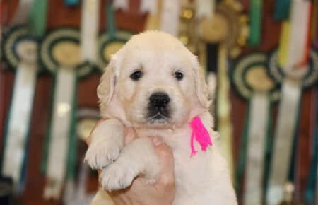 LILIBETH CUCCIOLI DI GOLDEN RETRIEVER FEMMINA SAN NICOLO 6912