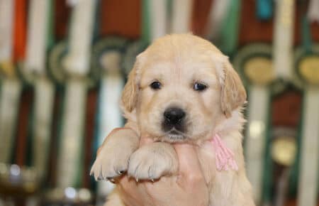 LILIBETH CUCCIOLI DI GOLDEN RETRIEVER FEMMINA SAN NICOLO 6915