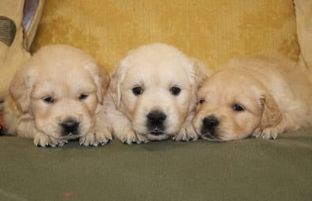 LILIBETH CUCCIOLI DI GOLDEN RETRIEVER FEMMINE SAN NICOLO 6891