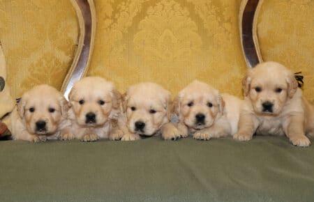 LILIBETH CUCCIOLI DI GOLDEN RETRIEVER MASCHI SAN NICOLO 6880