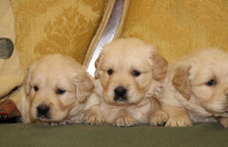 LILIBETH CUCCIOLI DI GOLDEN RETRIEVER MASCHI SAN NICOLO 6881
