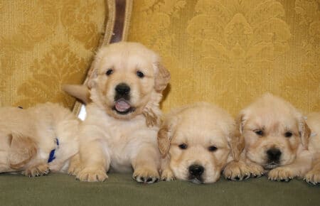 LILIBETH CUCCIOLI DI GOLDEN RETRIEVER MASCHI SAN NICOLO 6882