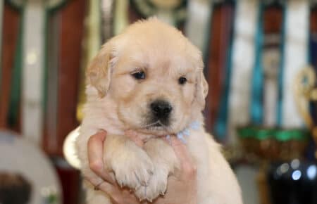LILIBETH CUCCIOLI DI GOLDEN RETRIEVER MASCHIO SAN NICOLO 6896