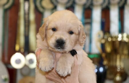 LILIBETH CUCCIOLI DI GOLDEN RETRIEVER MASCHIO SAN NICOLO 6900