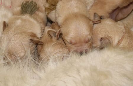 LILIBETH CUCCIOLI DI GOLDEN RETRIEVER SAN NICOLO 6636