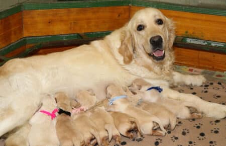 LILIBETH CUCCIOLI DI GOLDEN RETRIEVER SAN NICOLO 6696