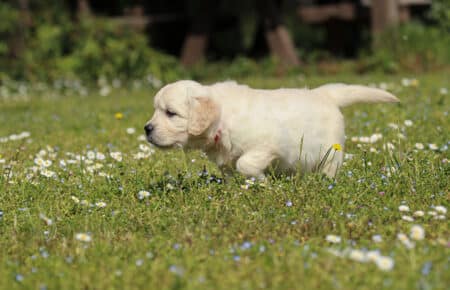 LILIBETH CUCCIOLI DI GOLDEN RETRIEVER SAN NICOLO 7189