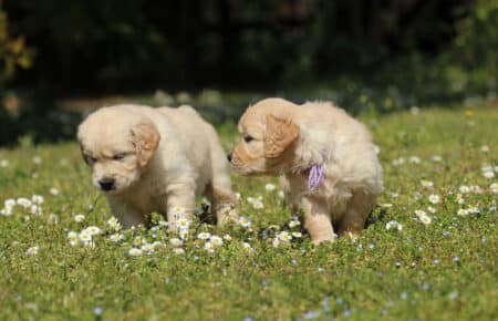 LILIBETH CUCCIOLI DI GOLDEN RETRIEVER SAN NICOLO 7190
