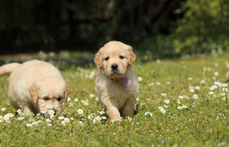 LILIBETH CUCCIOLI DI GOLDEN RETRIEVER SAN NICOLO 7191