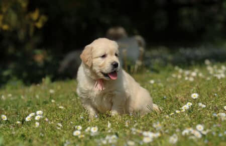 LILIBETH CUCCIOLI DI GOLDEN RETRIEVER SAN NICOLO 7203