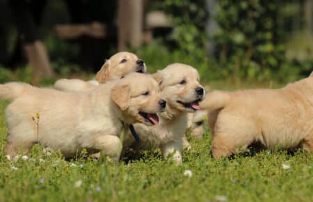 LILIBETH CUCCIOLI DI GOLDEN RETRIEVER SAN NICOLO 7204