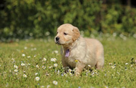 LILIBETH CUCCIOLI DI GOLDEN RETRIEVER SAN NICOLO 7207