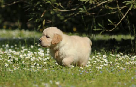 LILIBETH CUCCIOLI DI GOLDEN RETRIEVER SAN NICOLO 7210
