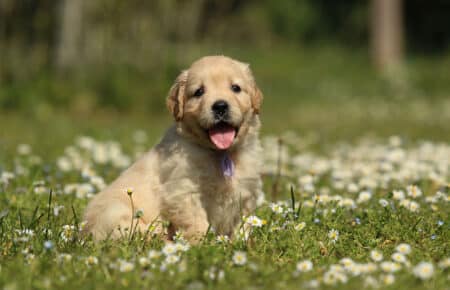 LILIBETH CUCCIOLI DI GOLDEN RETRIEVER SAN NICOLO 7216