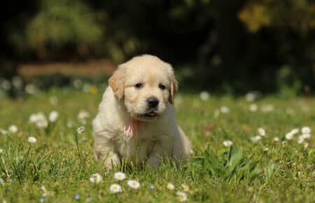 LILIBETH CUCCIOLI DI GOLDEN RETRIEVER SAN NICOLO 7226