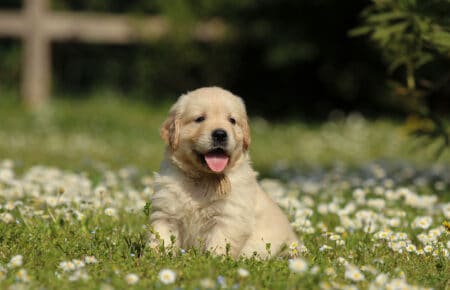 LILIBETH CUCCIOLI DI GOLDEN RETRIEVER SAN NICOLO 7233