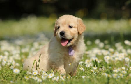 LILIBETH CUCCIOLI DI GOLDEN RETRIEVER SAN NICOLO 7240