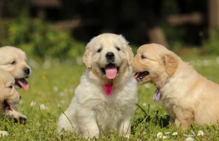 LILIBETH CUCCIOLI DI GOLDEN RETRIEVER SAN NICOLO 7244