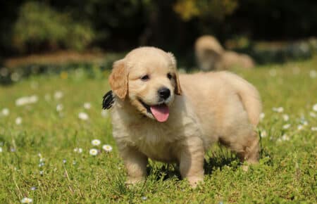 LILIBETH CUCCIOLI DI GOLDEN RETRIEVER SAN NICOLO 7248