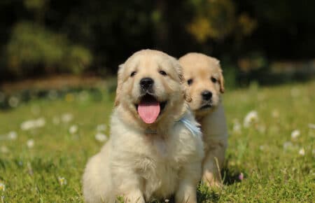 LILIBETH CUCCIOLI DI GOLDEN RETRIEVER SAN NICOLO 7251