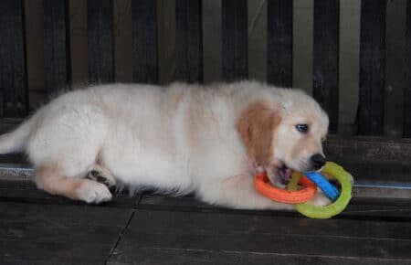 LILIBETH CUCCIOLI DI GOLDEN RETRIEVER SAN NICOLO 9505