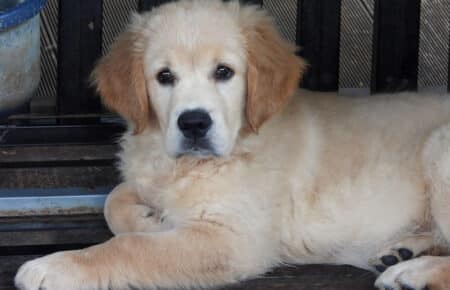 LILIBETH CUCCIOLI DI GOLDEN RETRIEVER SAN NICOLO 9509